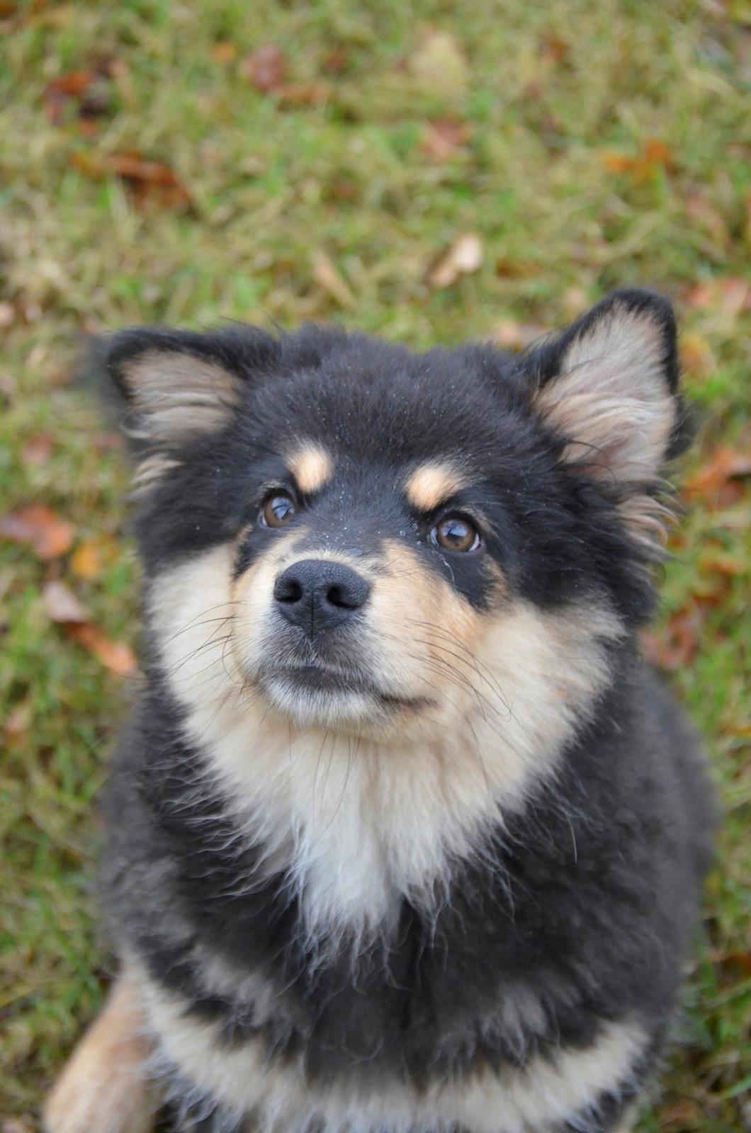 Finsk lapphund Lapinkaunis Ranec - Strit! billede 7