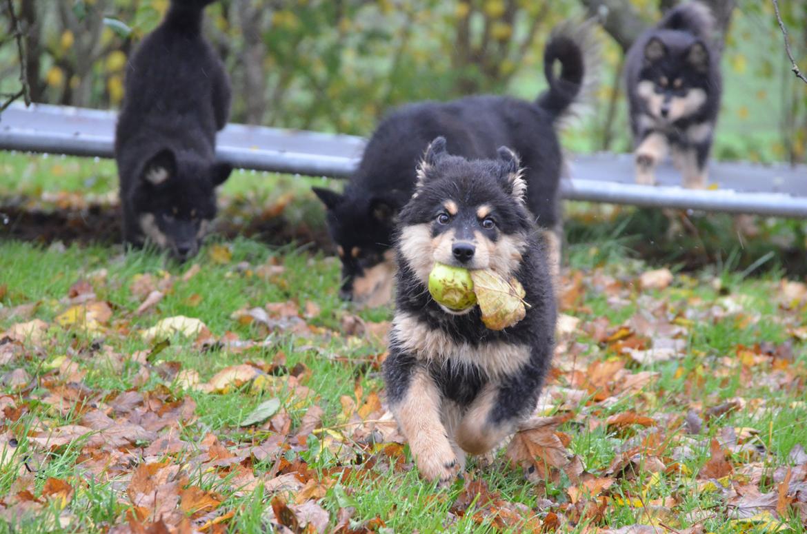 Finsk lapphund Lapinkaunis Ranec - RUUUUUN!! billede 8