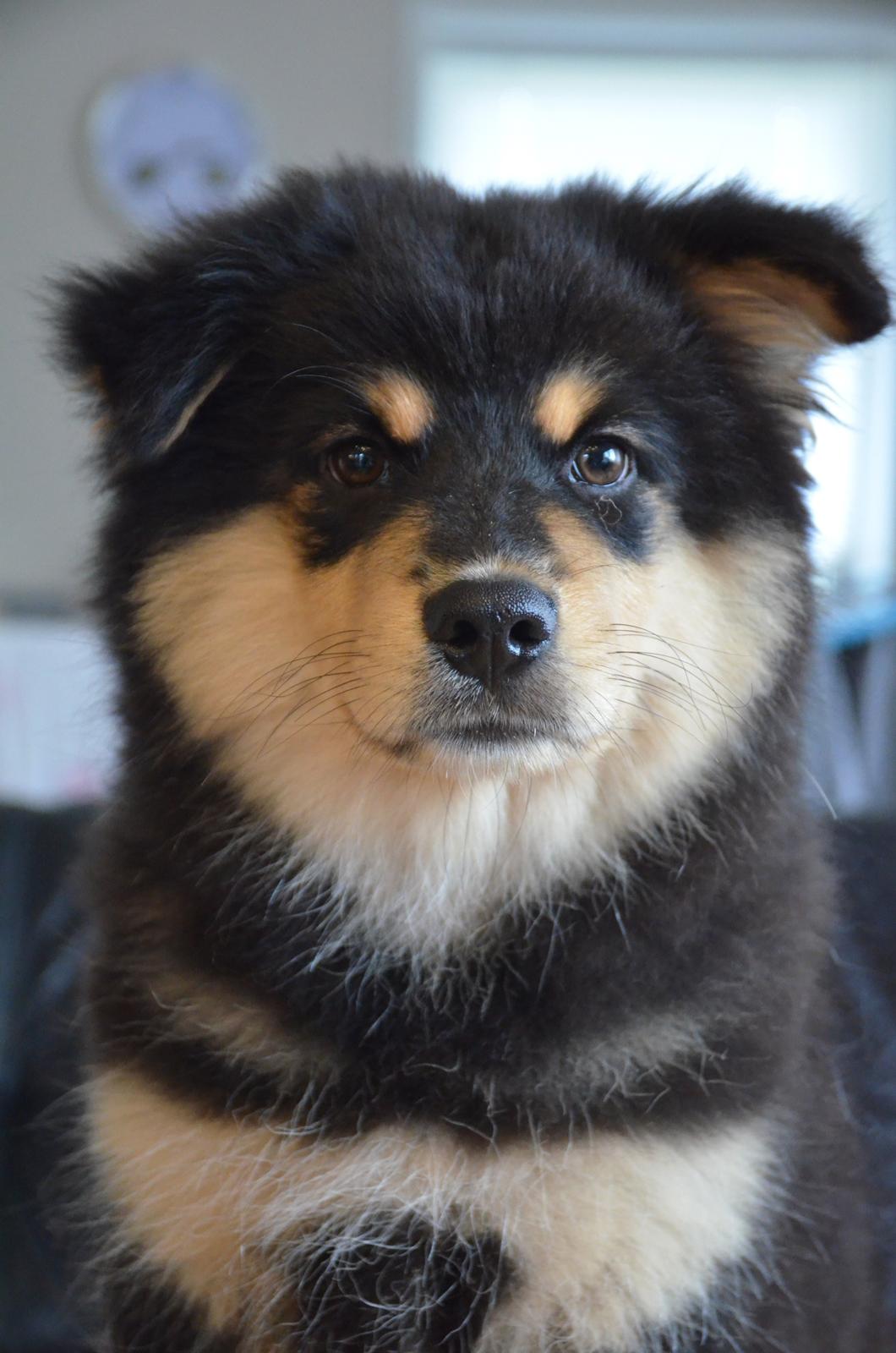 Finsk lapphund Lapinkaunis Ranec - Charmørrrrr ! billede 9