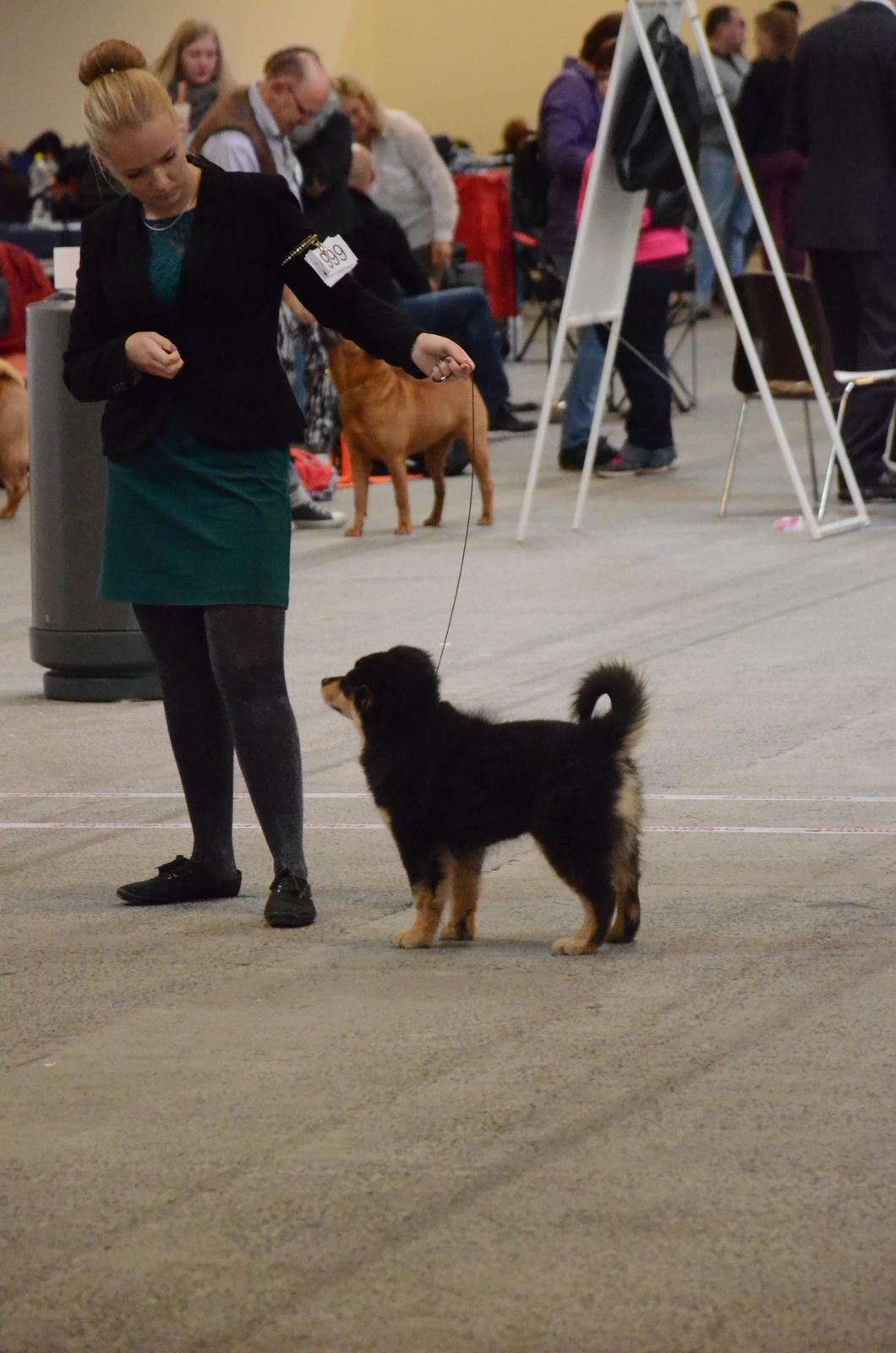 Finsk lapphund Lapinkaunis Ranec - Første udstilling :) billede 10