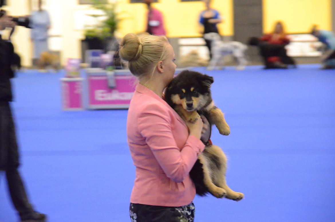 Finsk lapphund Lapinkaunis Ranec - Måtte bæres rundt i storering, fordi man var træt - men sød var han!! billede 11