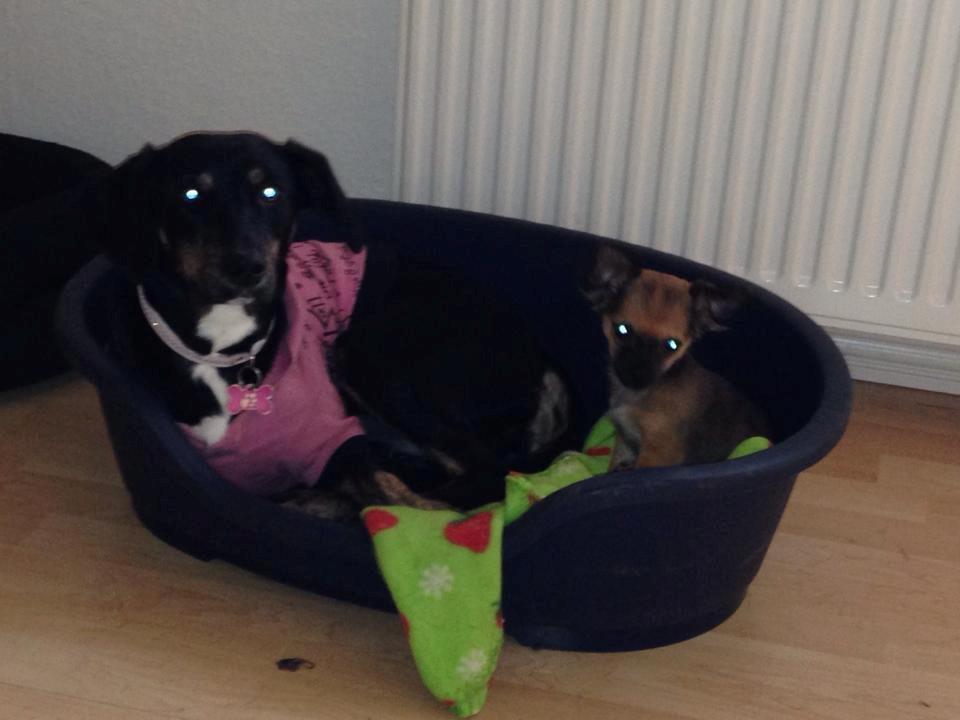 Chihuahua Mille <3 billede 3