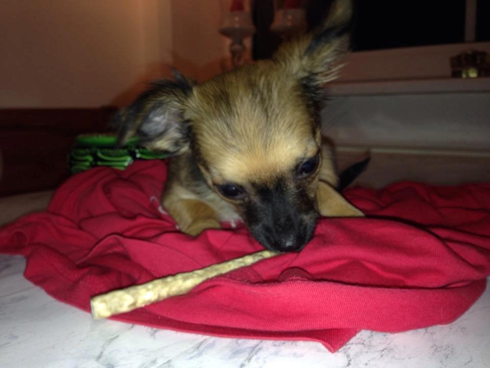 Chihuahua Mille <3 billede 2
