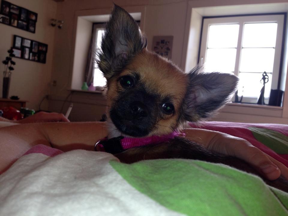 Chihuahua Mille <3 billede 1