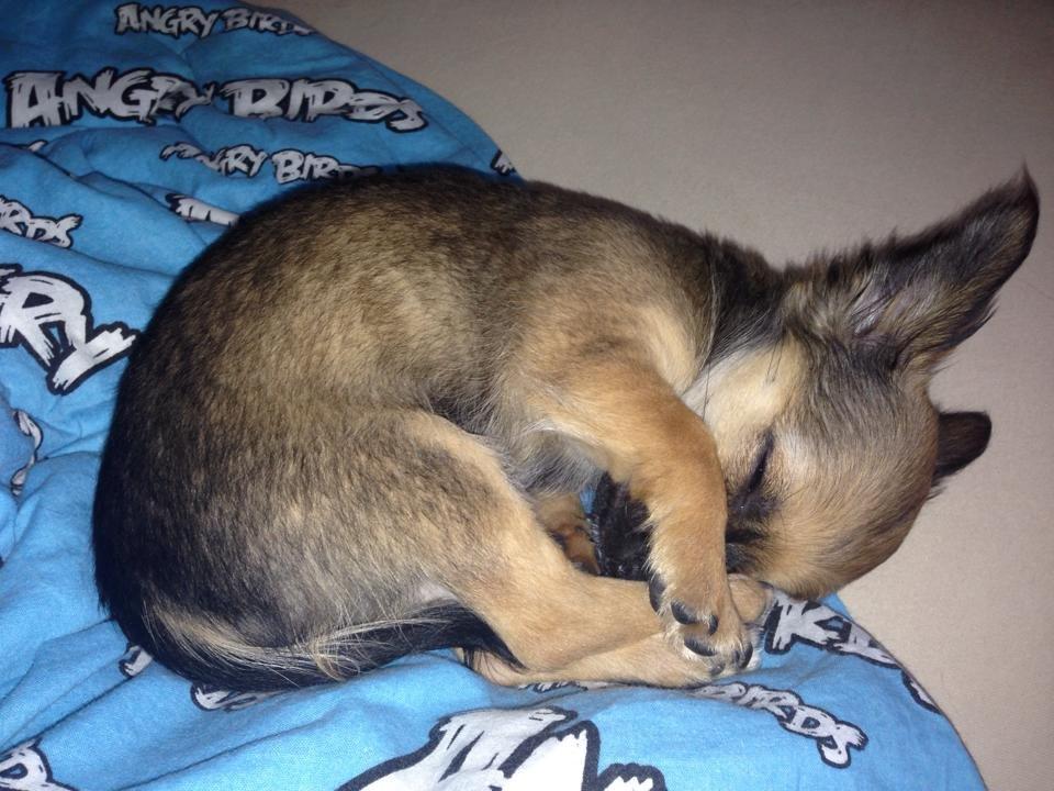 Chihuahua Mille <3 billede 5