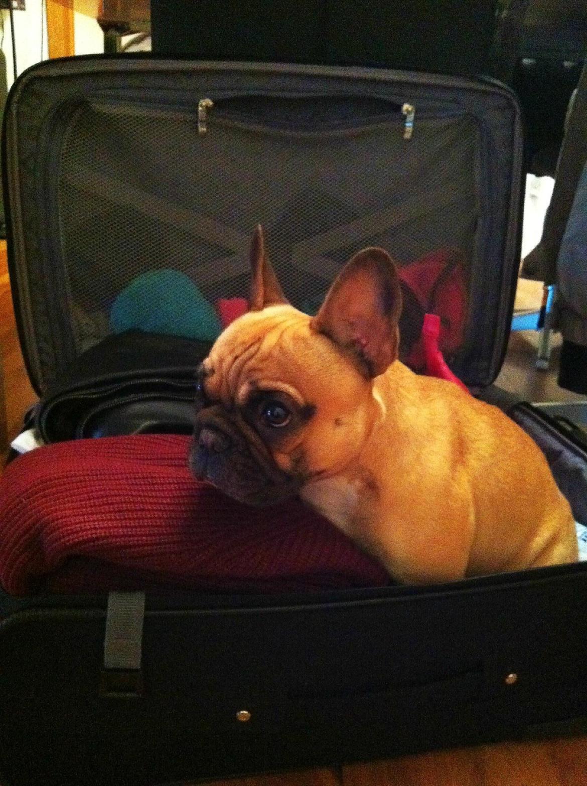 Fransk bulldog Bella billede 19