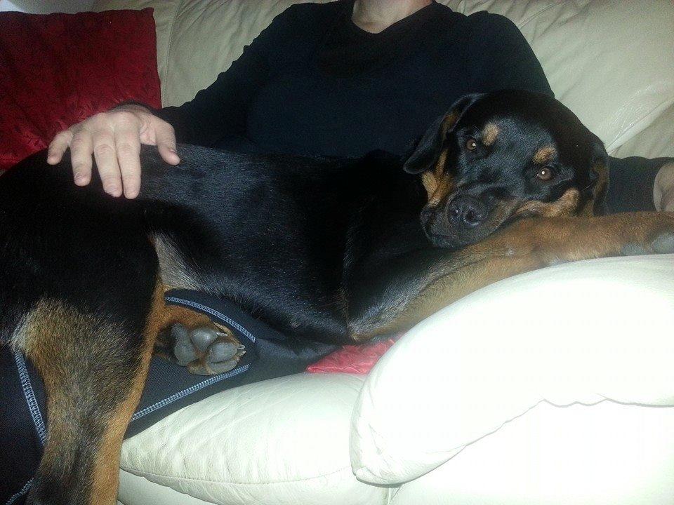 Rottweiler Lijepo´s Carmi billede 16