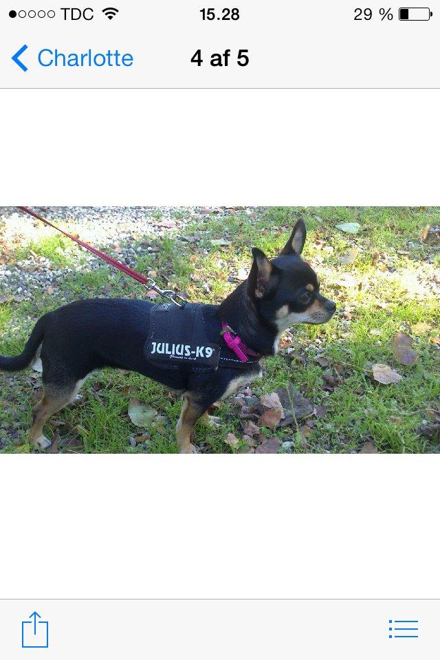 Chihuahua Locky billede 1