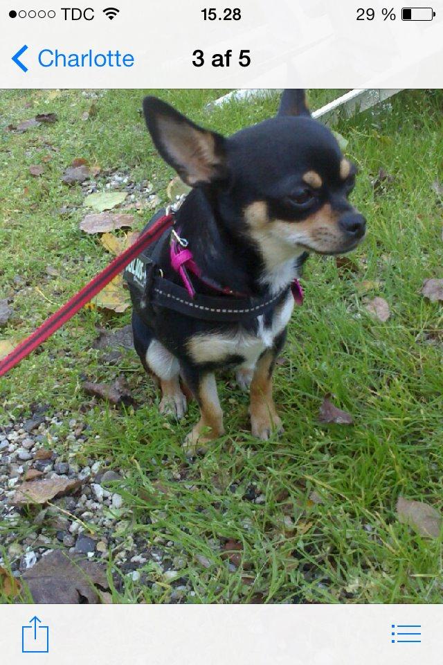 Chihuahua Locky billede 2
