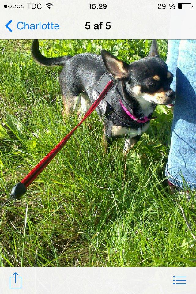 Chihuahua Locky billede 4