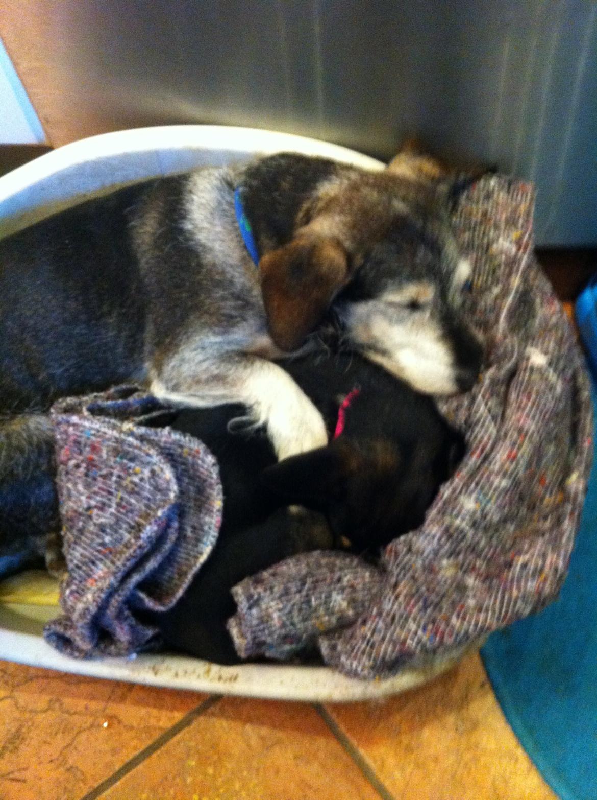 Chihuahua Locky billede 5