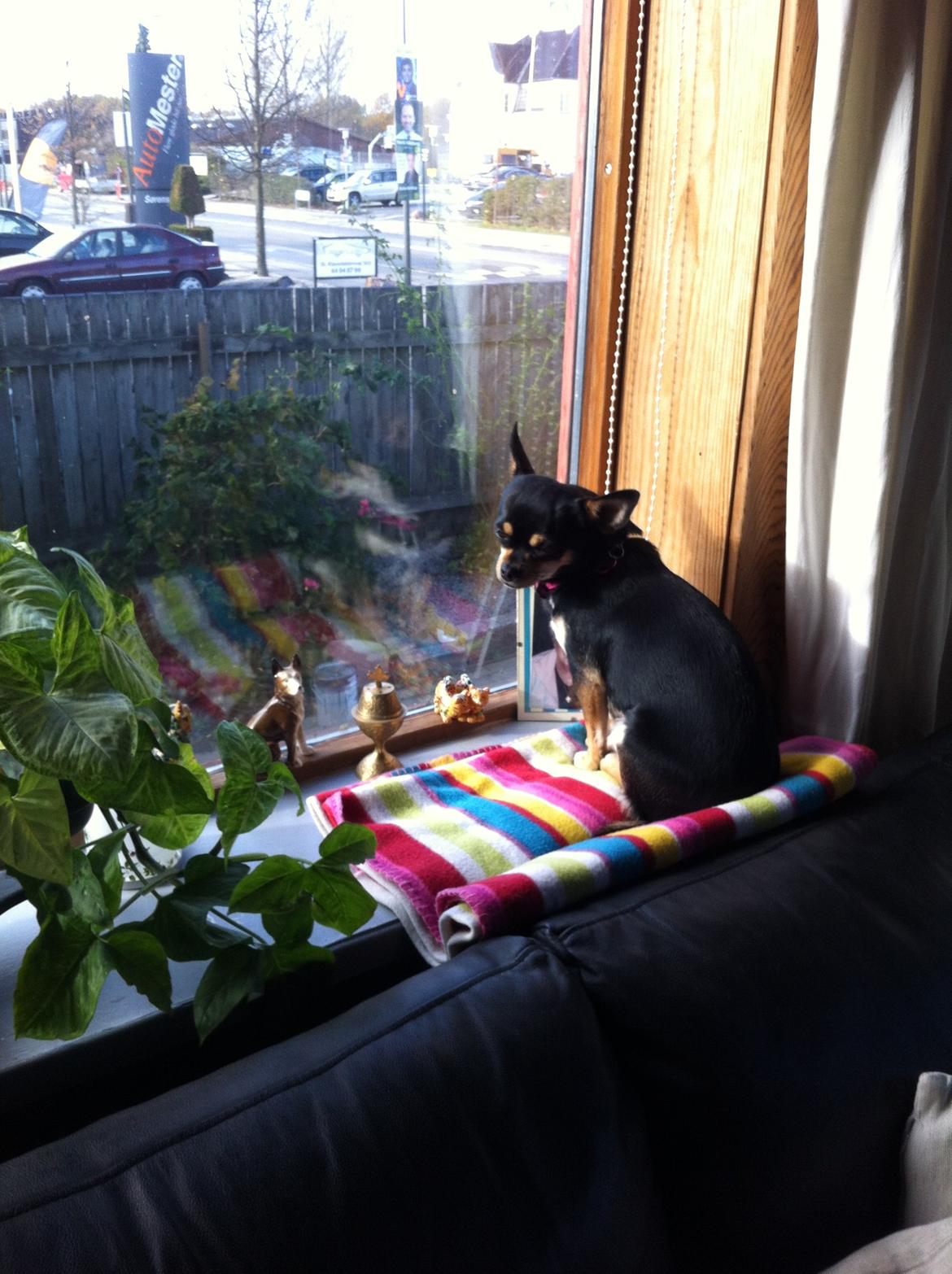 Chihuahua Locky billede 7