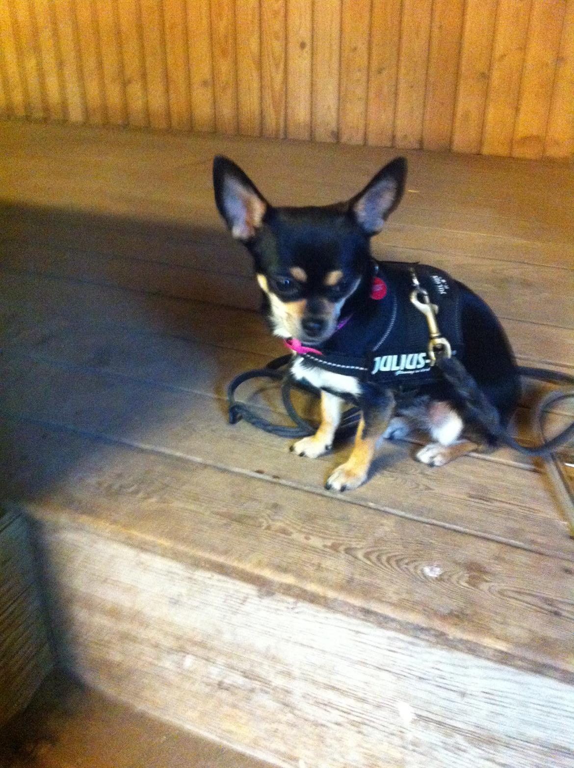 Chihuahua Locky billede 8