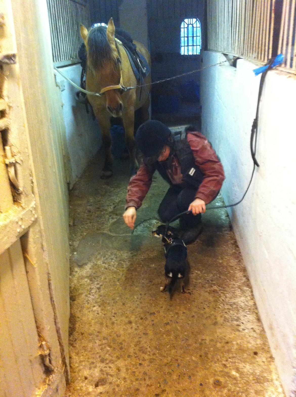 Chihuahua Locky billede 9