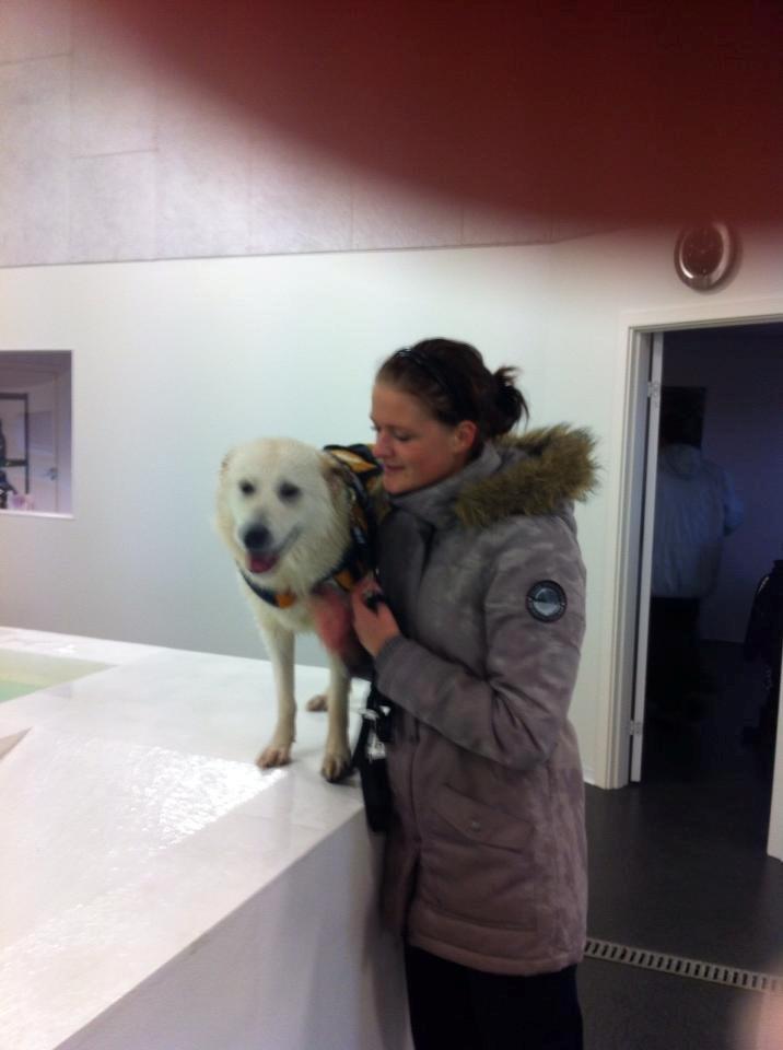 Blanding af racer lajcka billede 20