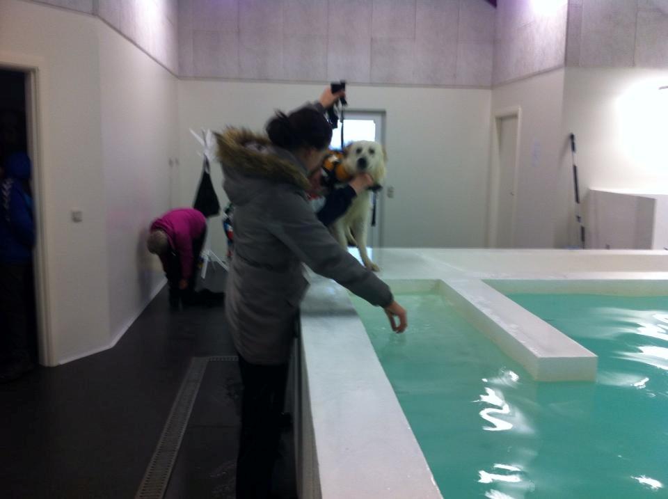 Blanding af racer lajcka billede 21