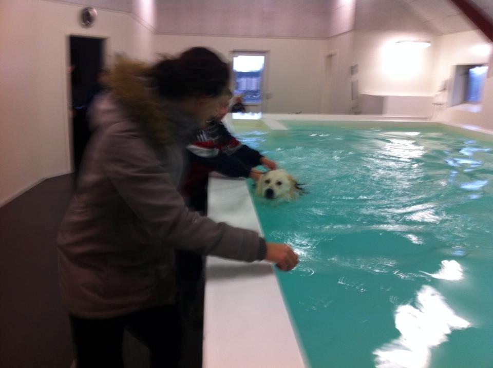 Blanding af racer lajcka billede 22