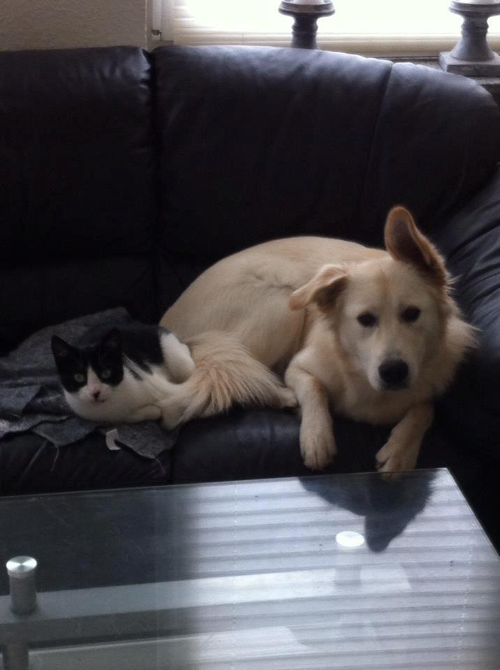 Blanding af racer lajcka billede 24