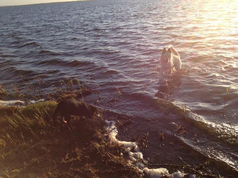 Blanding af racer lajcka billede 25