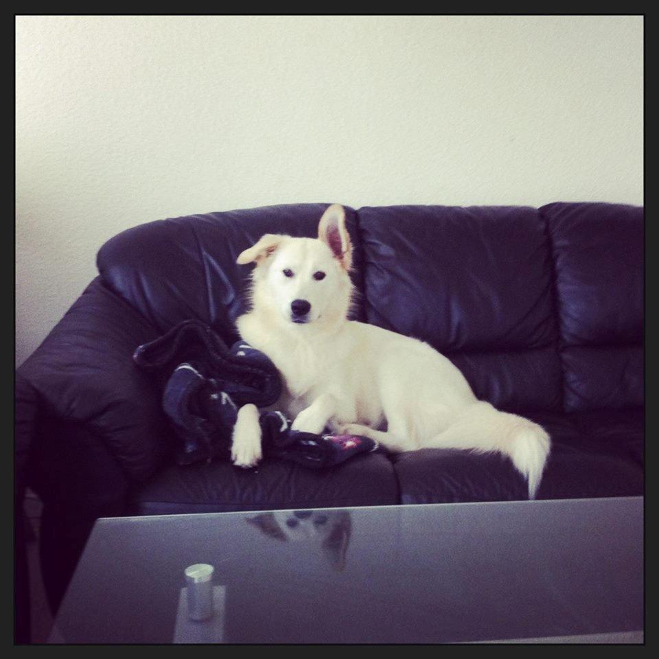 Blanding af racer lajcka billede 26