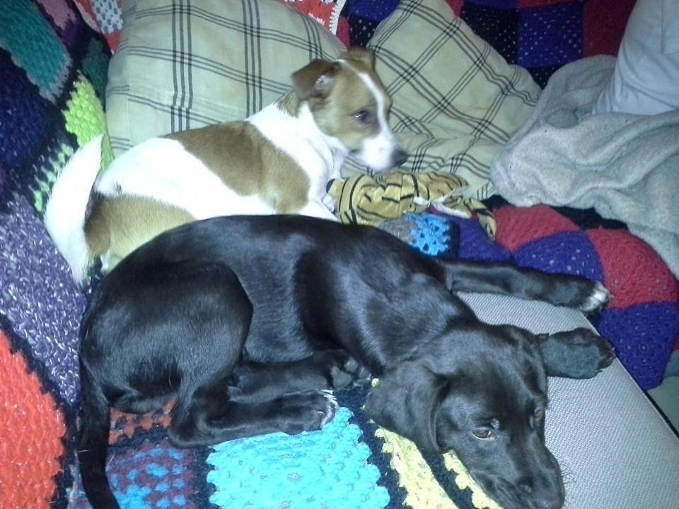 Blanding af racer Zenta - Zenta med Anton  billede 2