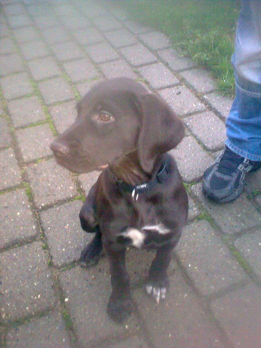 Blanding af racer Zenta billede 3