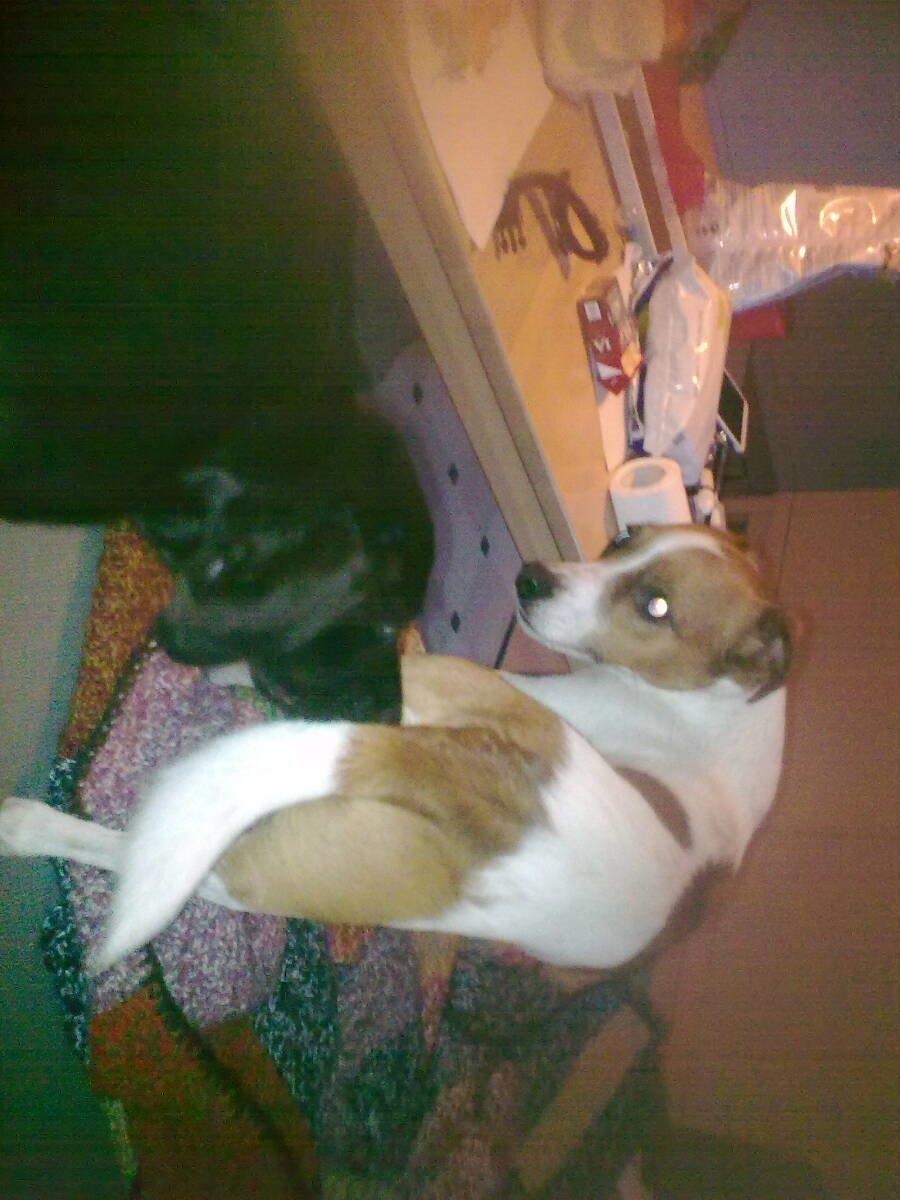 Blanding af racer Zenta - lidt nervøs men tør godt lige at snuse  billede 4