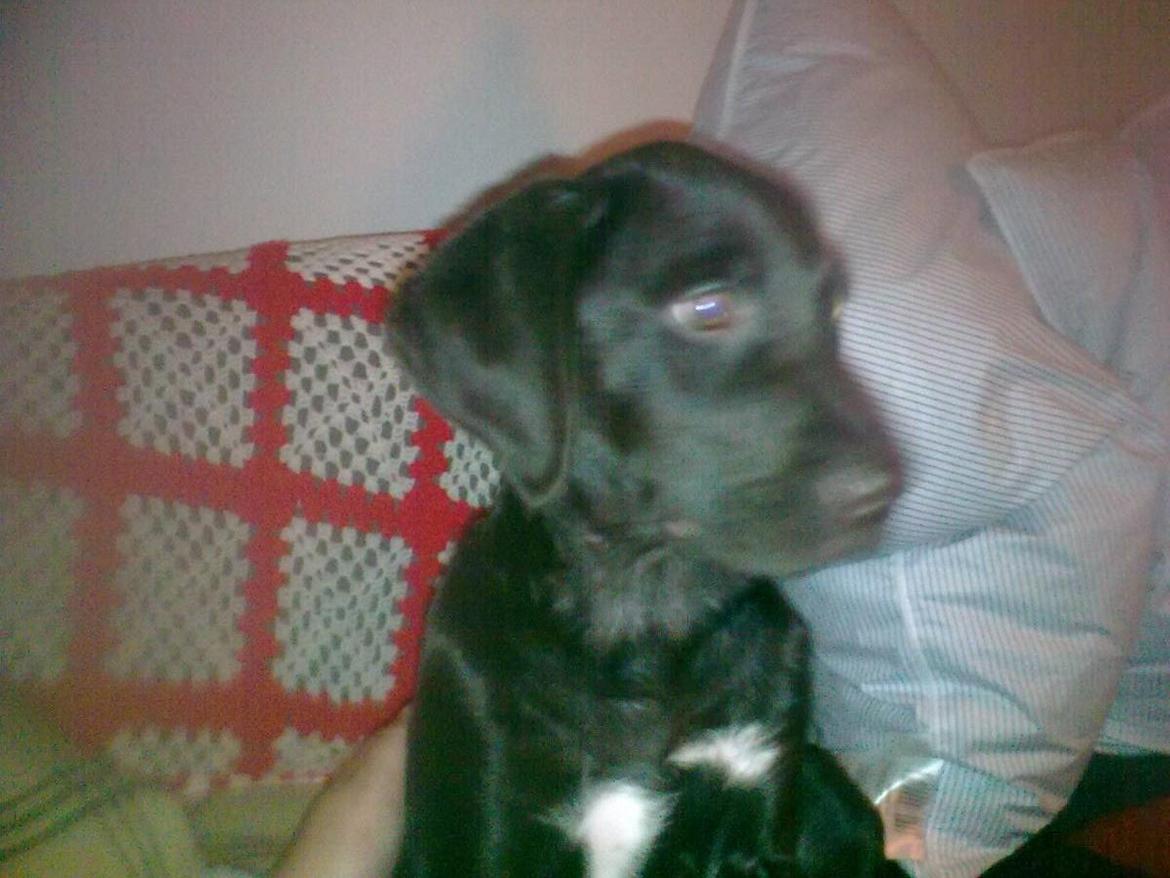 Blanding af racer Zenta billede 5