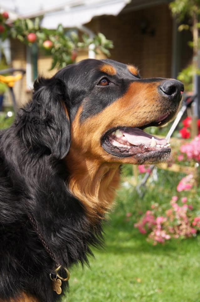 Blanding af racer Muffi billede 14