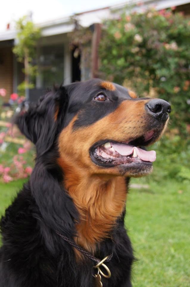 Blanding af racer Muffi billede 4