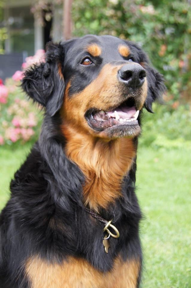 Blanding af racer Muffi billede 16