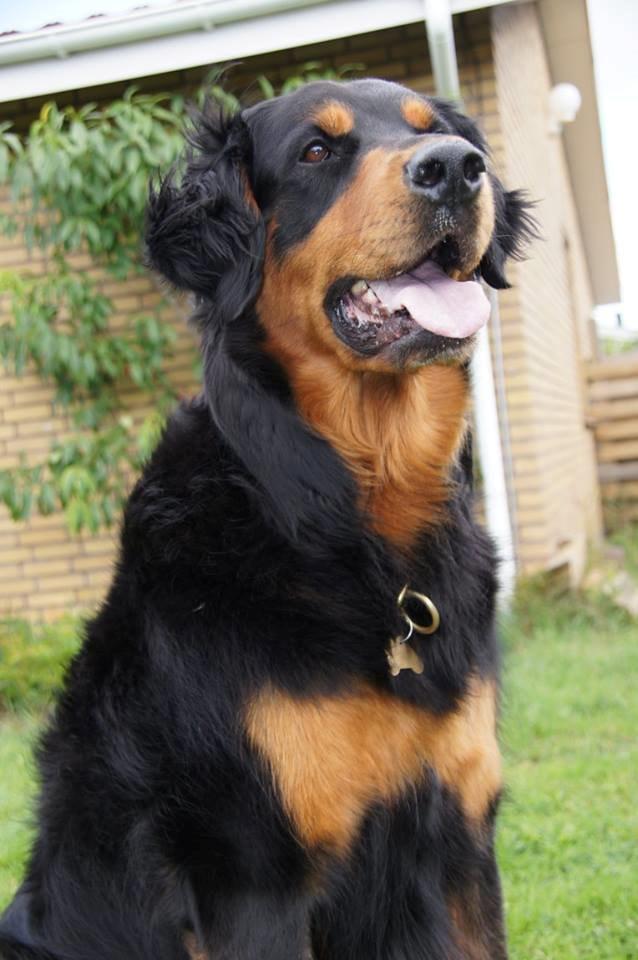 Blanding af racer Muffi billede 12