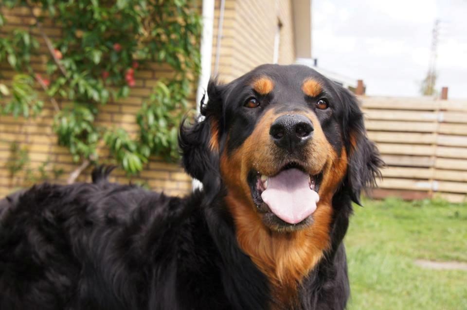 Blanding af racer Muffi billede 17