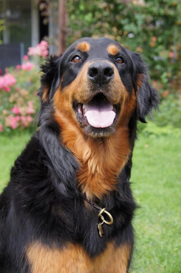 Blanding af racer Muffi billede 18