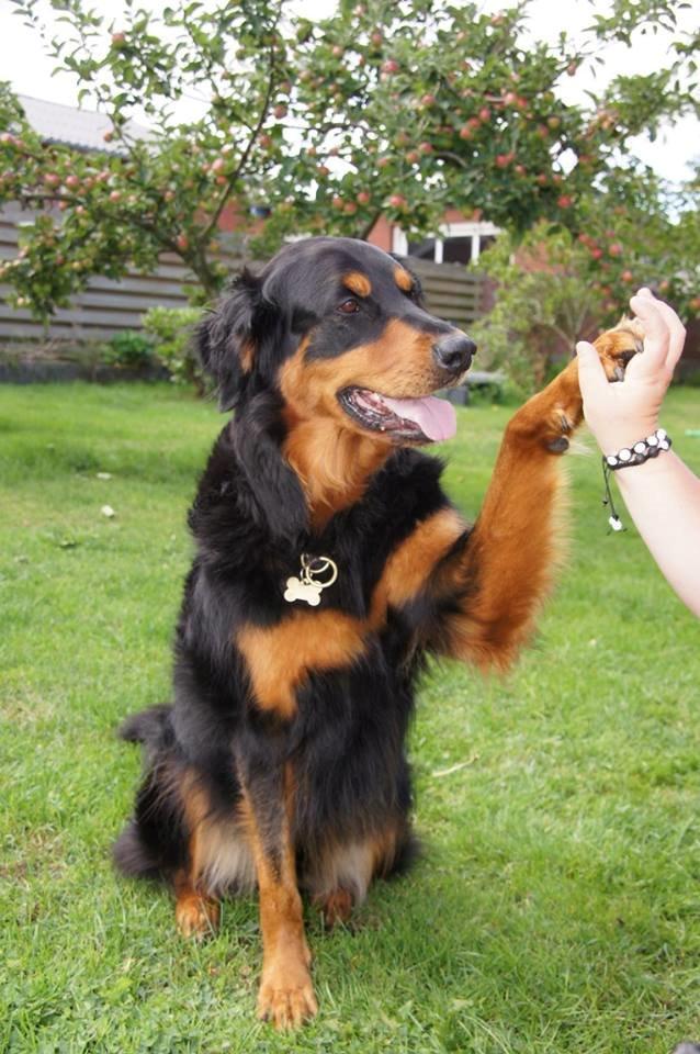 Blanding af racer Muffi billede 19