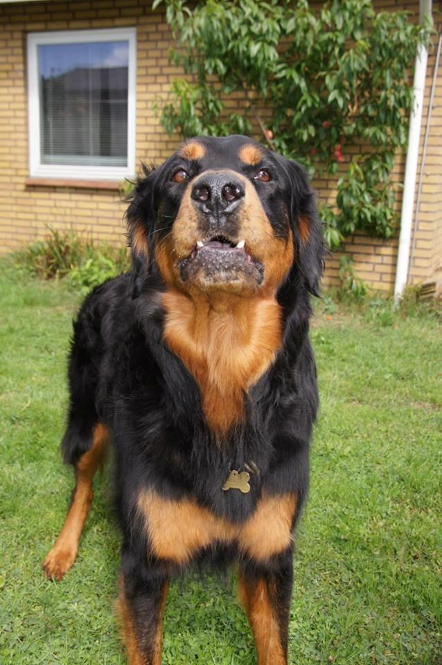 Blanding af racer Muffi billede 5