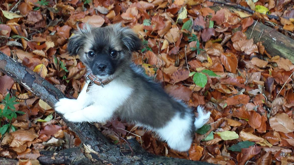 Blanding af racer Gismo billede 1