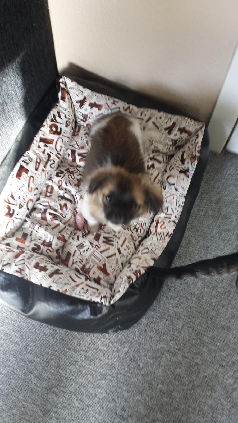 Blanding af racer Gismo billede 2