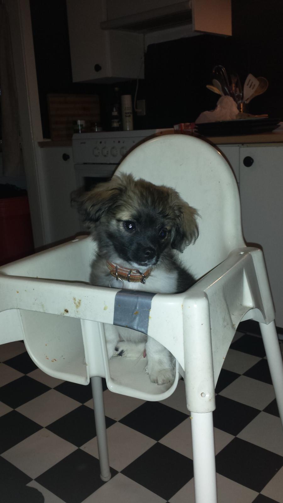 Blanding af racer Gismo billede 3