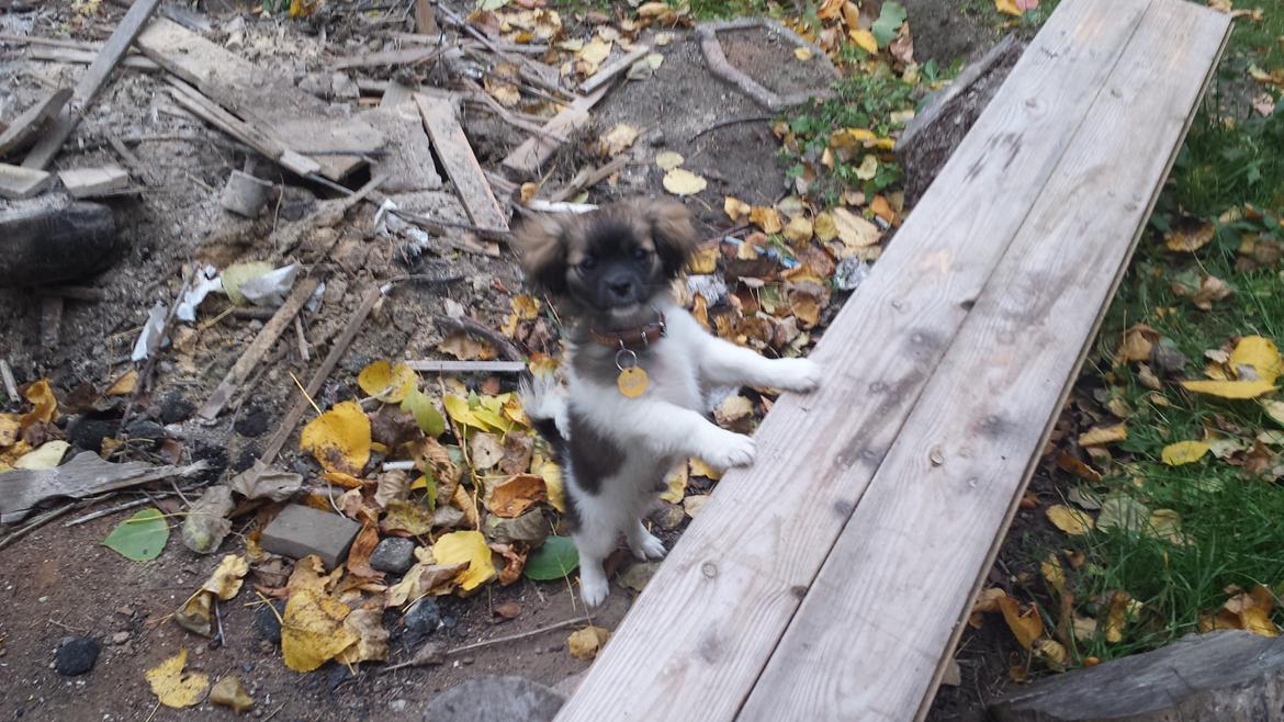 Blanding af racer Gismo billede 4