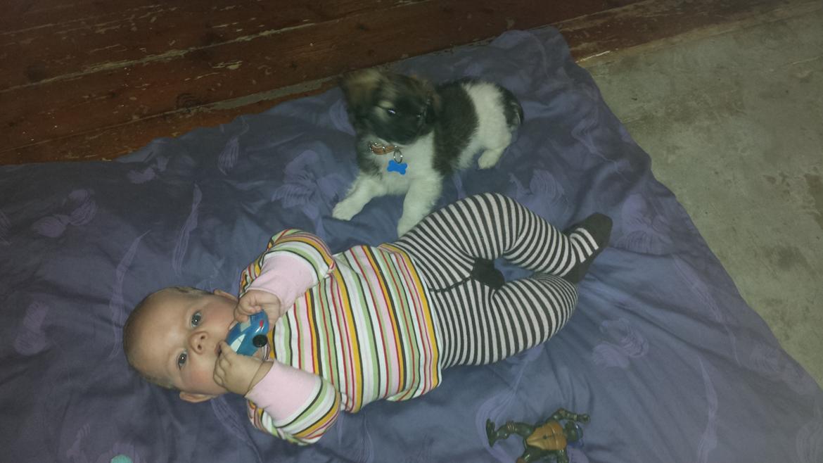 Blanding af racer Gismo billede 5