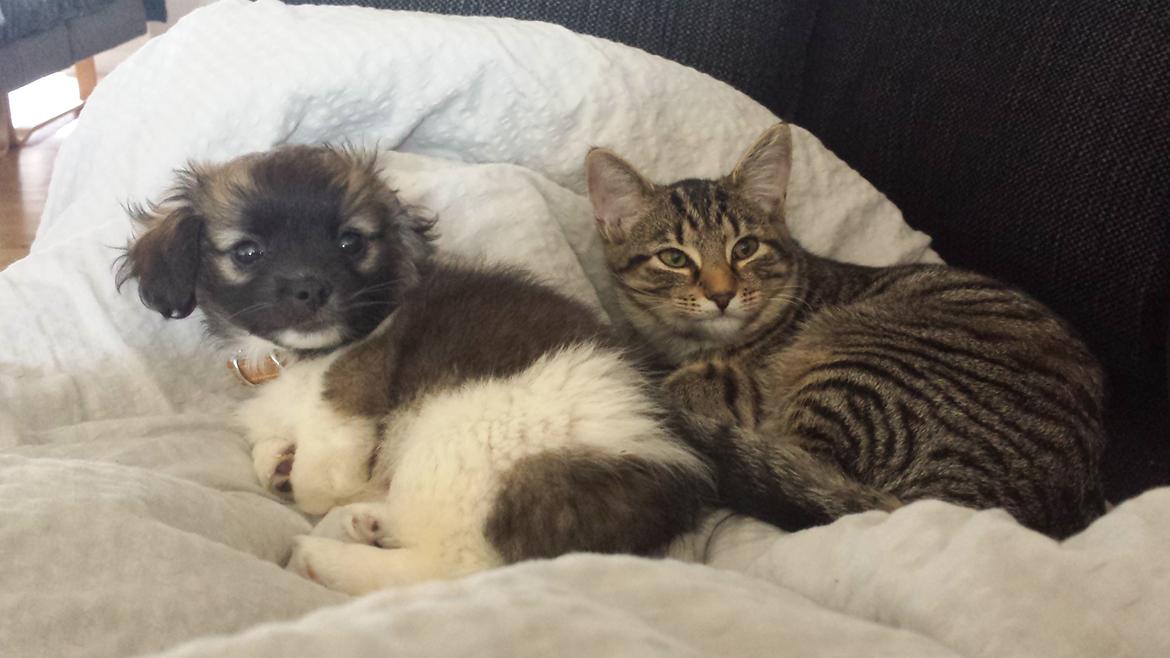 Blanding af racer Gismo billede 6