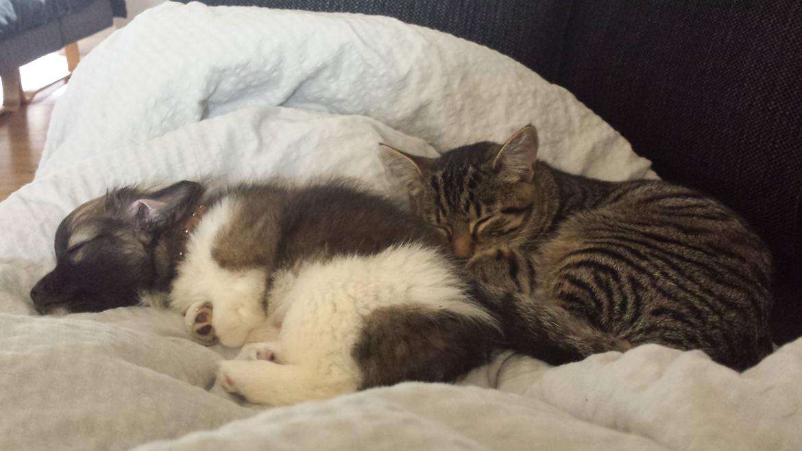 Blanding af racer Gismo billede 7