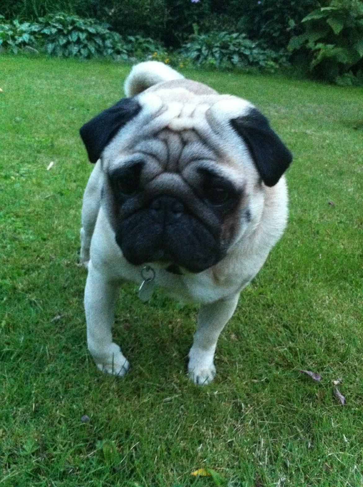 Mops Loui (Dreng) billede 12