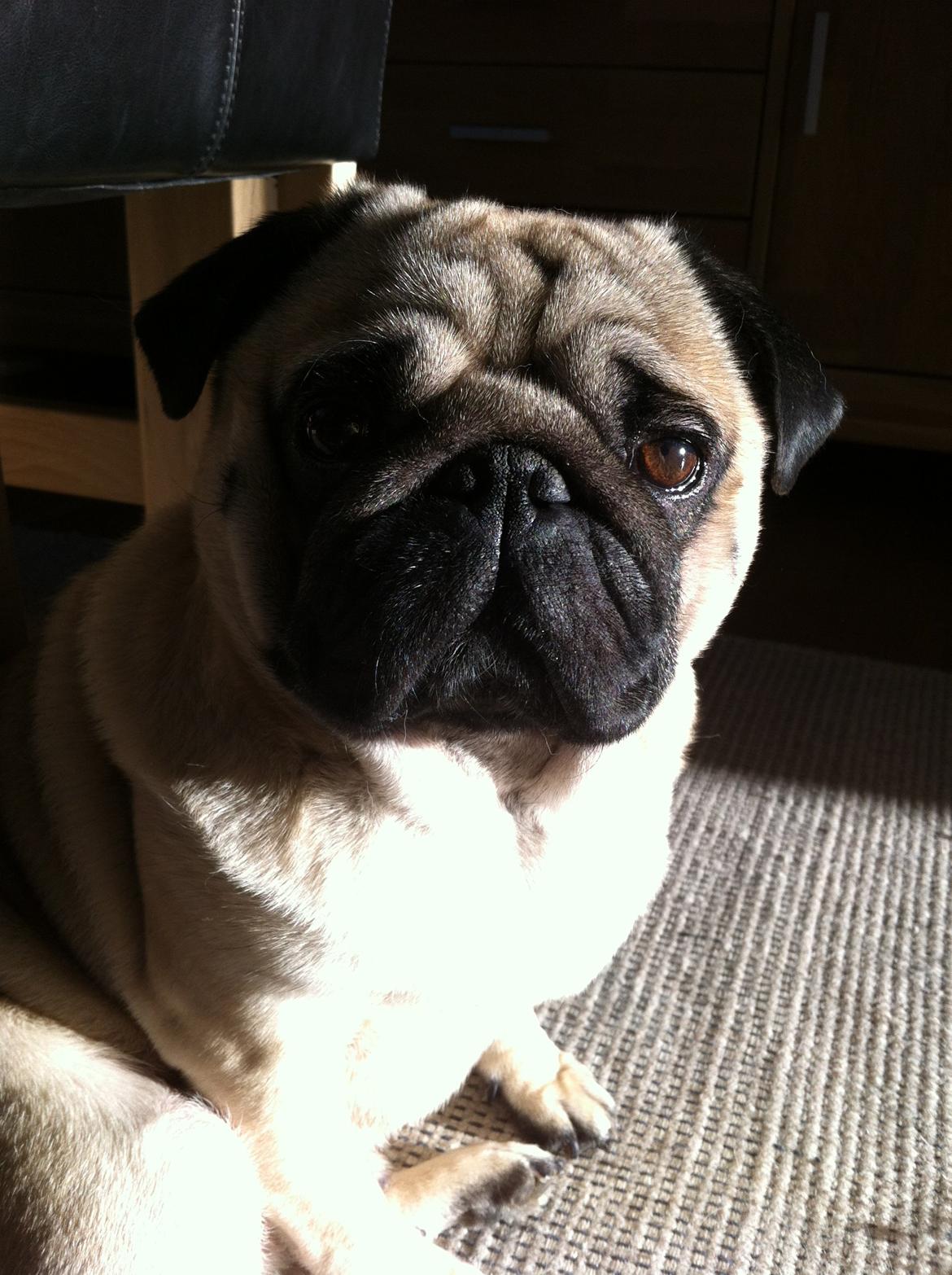 Mops Loui (Dreng) billede 13