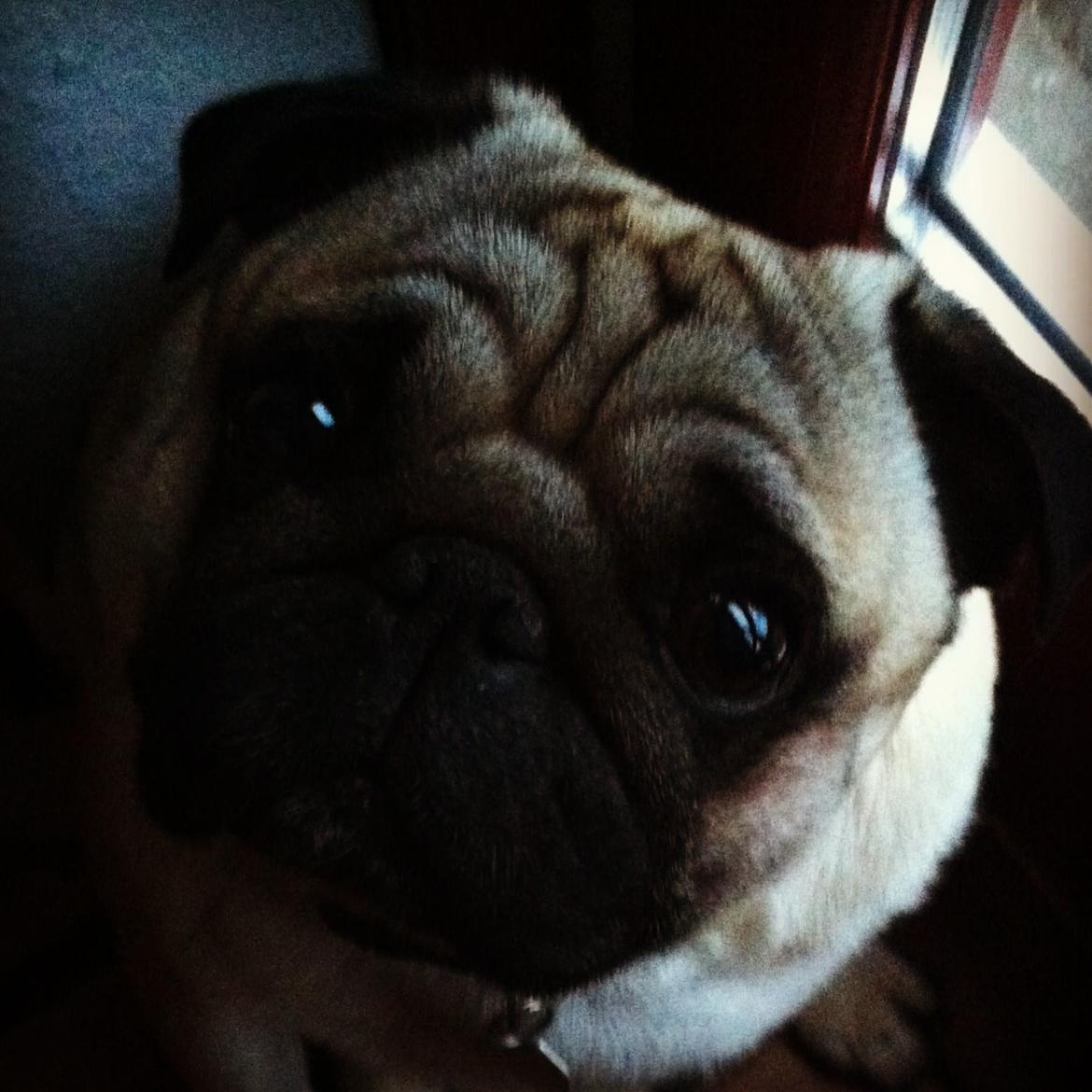 Mops Loui (Dreng) billede 14