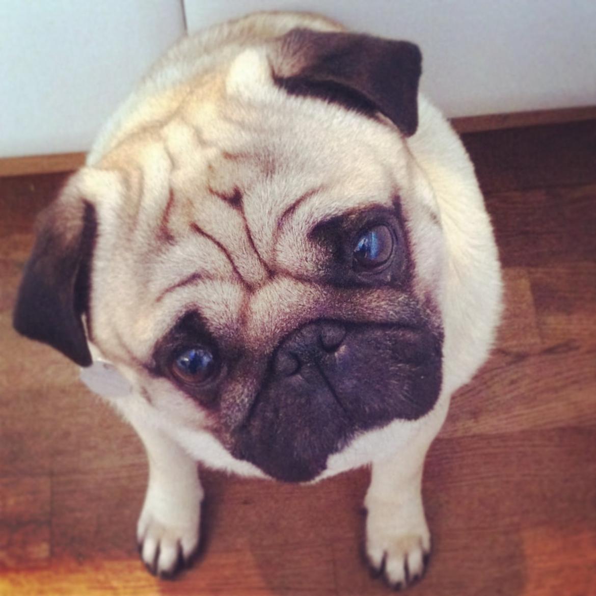 Mops Loui (Dreng) billede 15