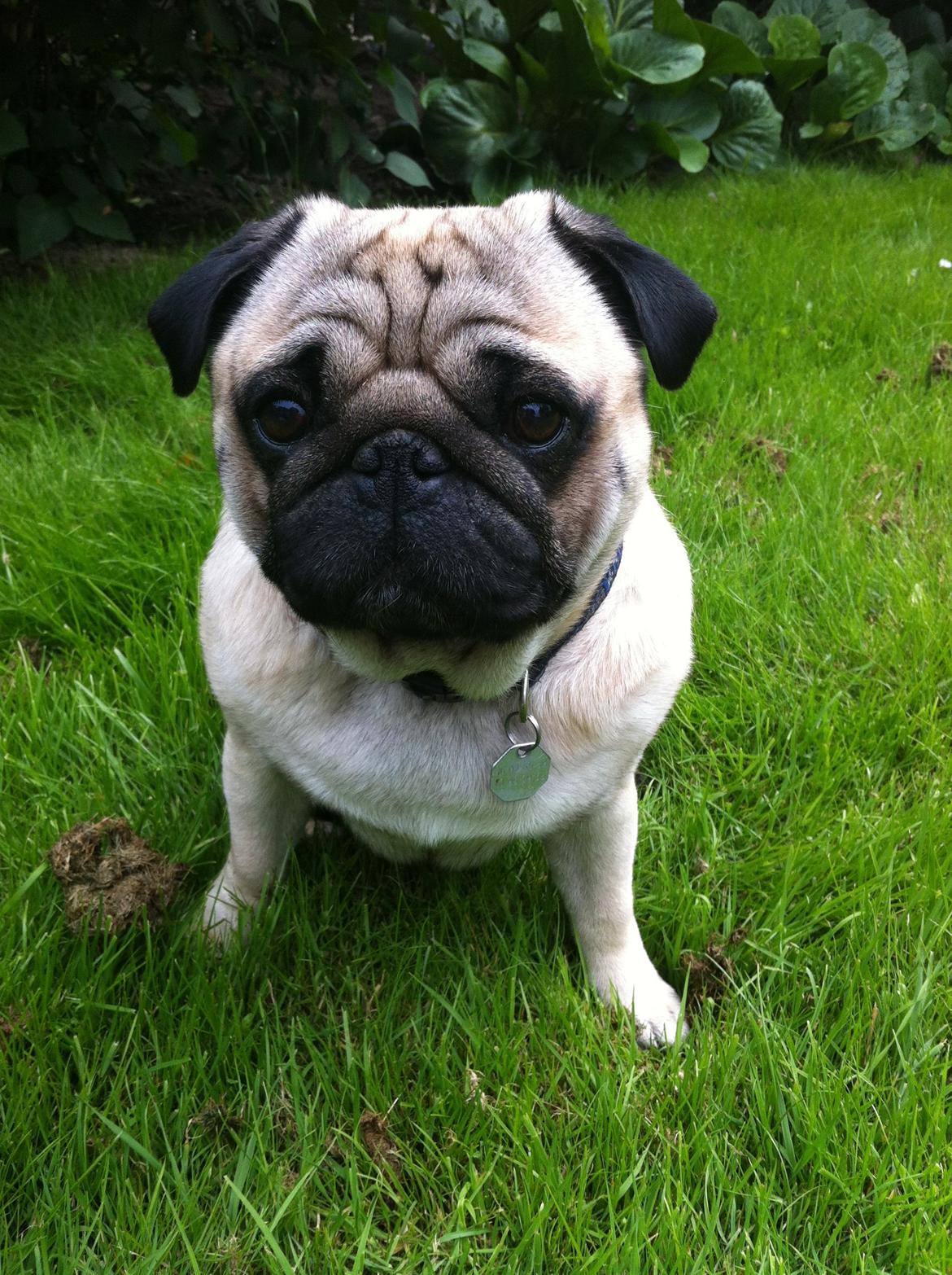 Mops Loui (Dreng) billede 9