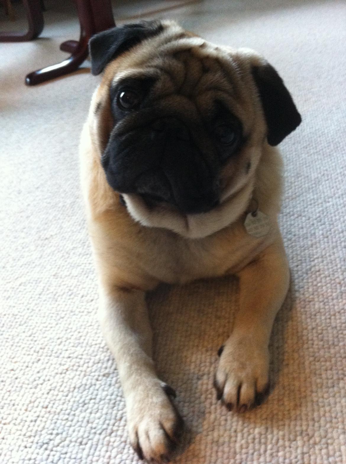 Mops Loui (Dreng) billede 16