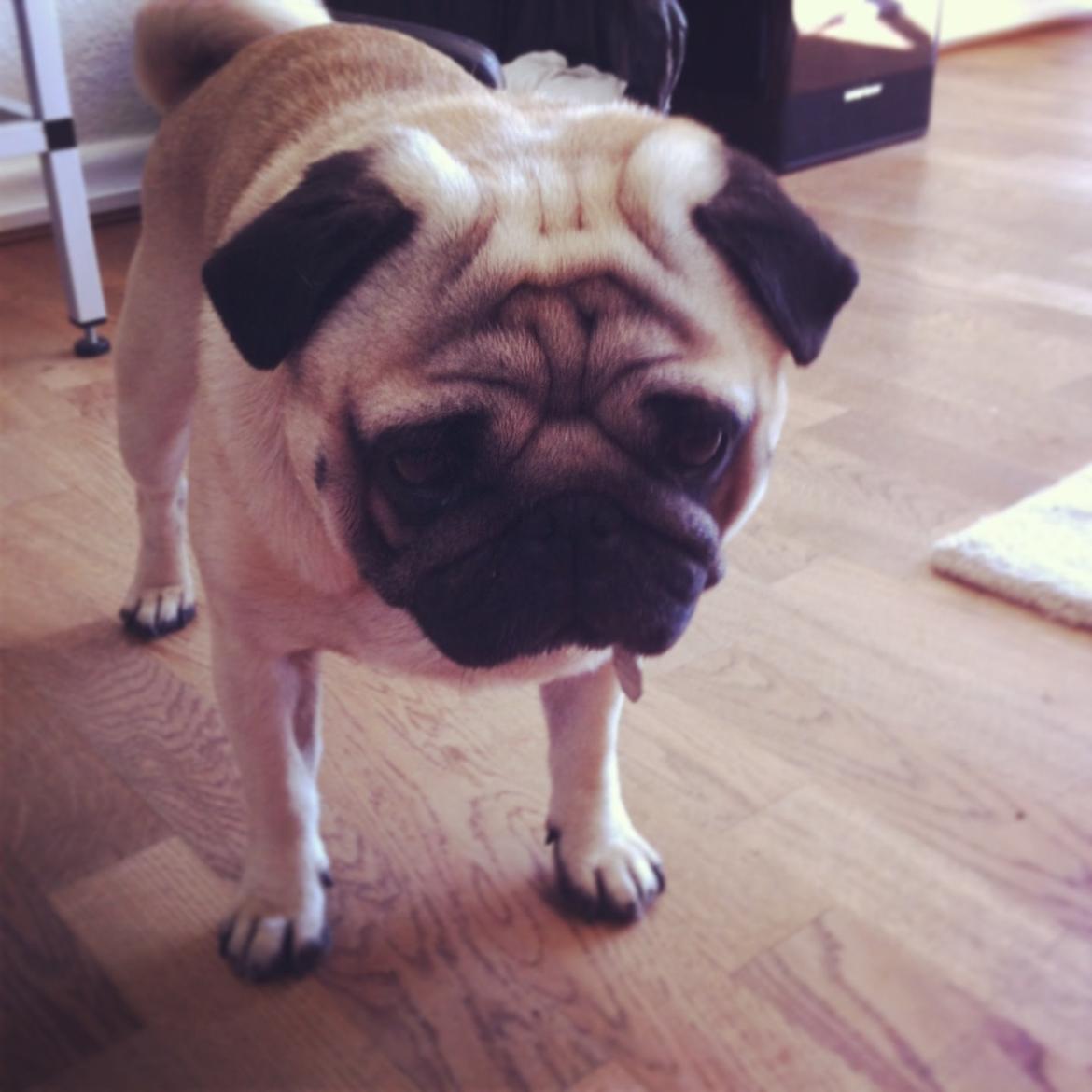 Mops Loui (Dreng) billede 17